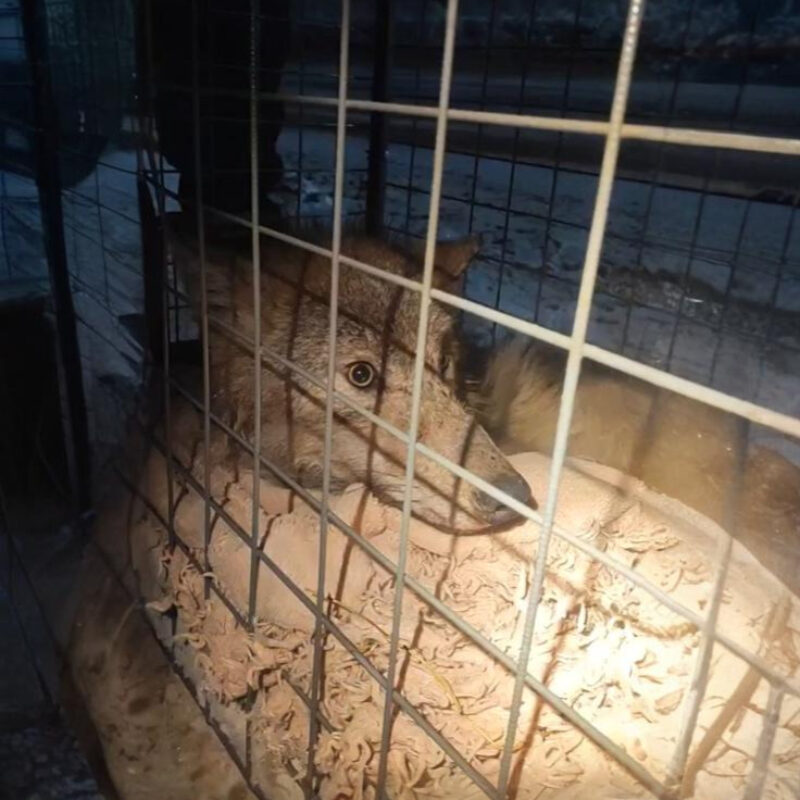 Волонтёры спасли волка, который прибился к деревне