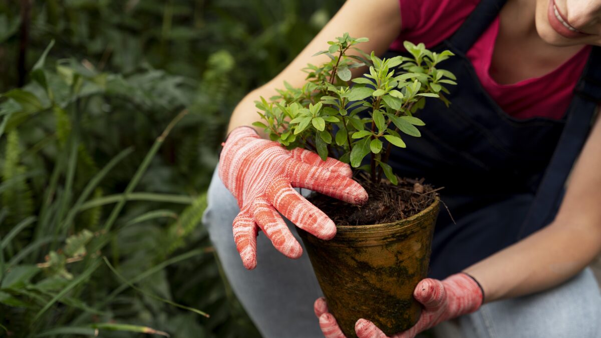 Огурцы, перец, помидоры: когда сажать рассаду в 2026 году по лунному календарю – инструкция