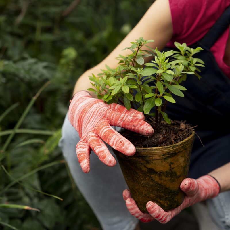 Огурцы, перец, помидоры: когда сажать рассаду в 2026 году по лунному календарю – инструкция