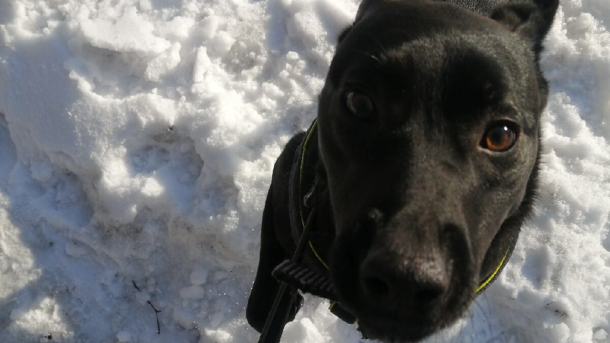 Правила обращения с инвентарем для уборки вольеров