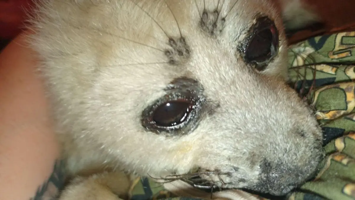 Спасли белька, оставшегося без мамы, в Байкальске