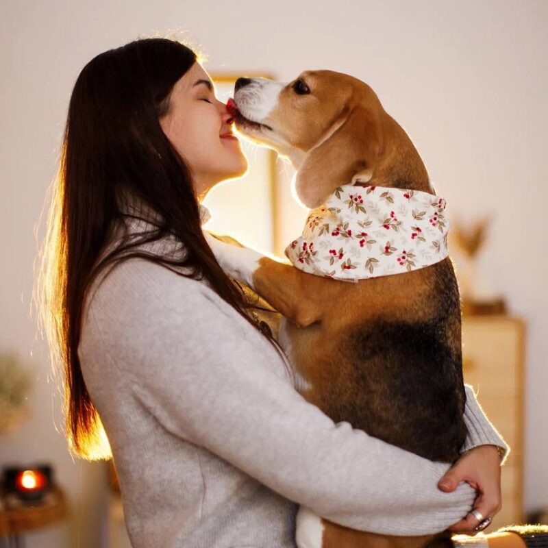 История собаки с онкологией: бигль Петька борется уже год