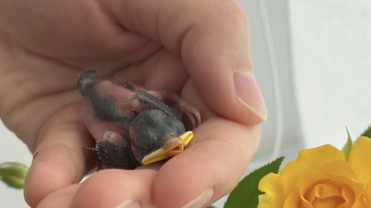 «Когда хвалю – прищуривает глазки»: девушка выкормила новорождённого воробья и научила его говорить