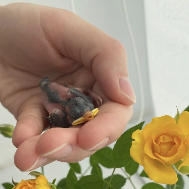 Тюменка спасла птенца воробья и оставила жить в квартире