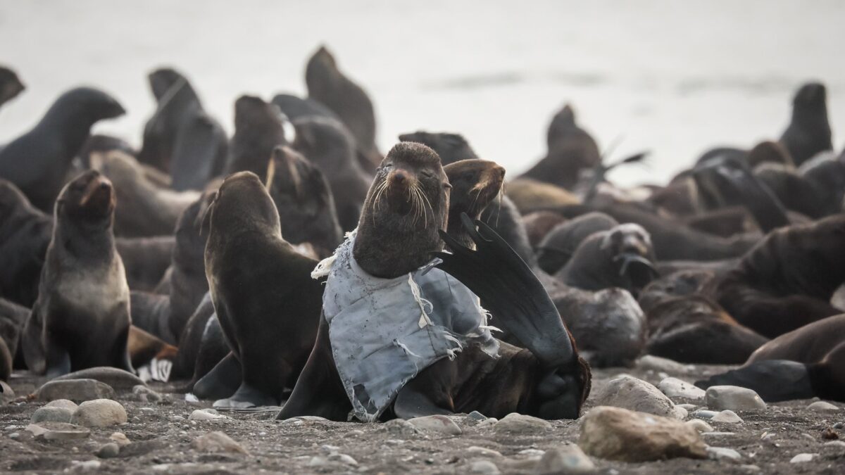 «Прозвали его бронированным»: тюленя в модной жилетке освободили волонтёры