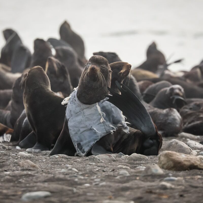 Спасли тюленя, который запутался в жилетке на Сахалине