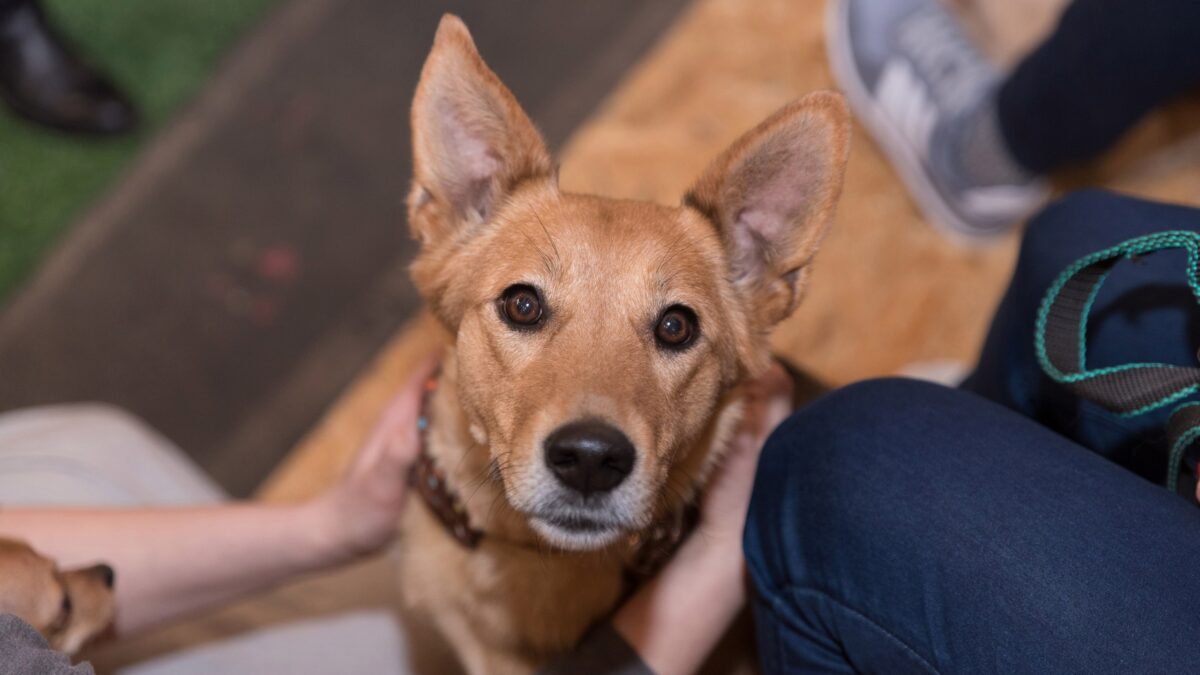 Лучший тест на совместимость: история молодой пары, которых свела бездомная дворняжка