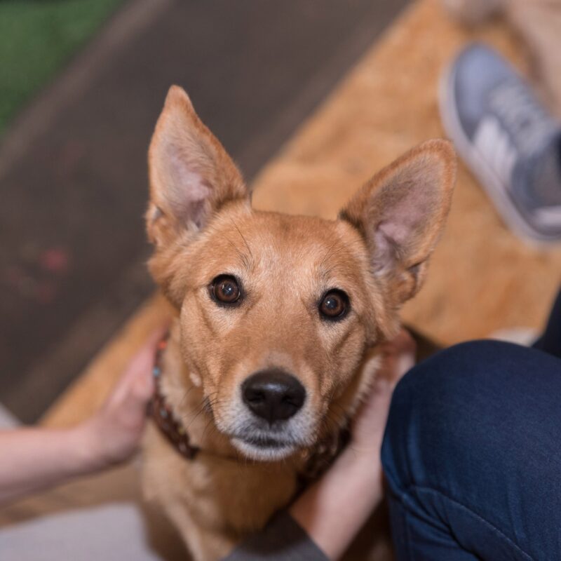 Первое свидание в приюте: проверка на человечность