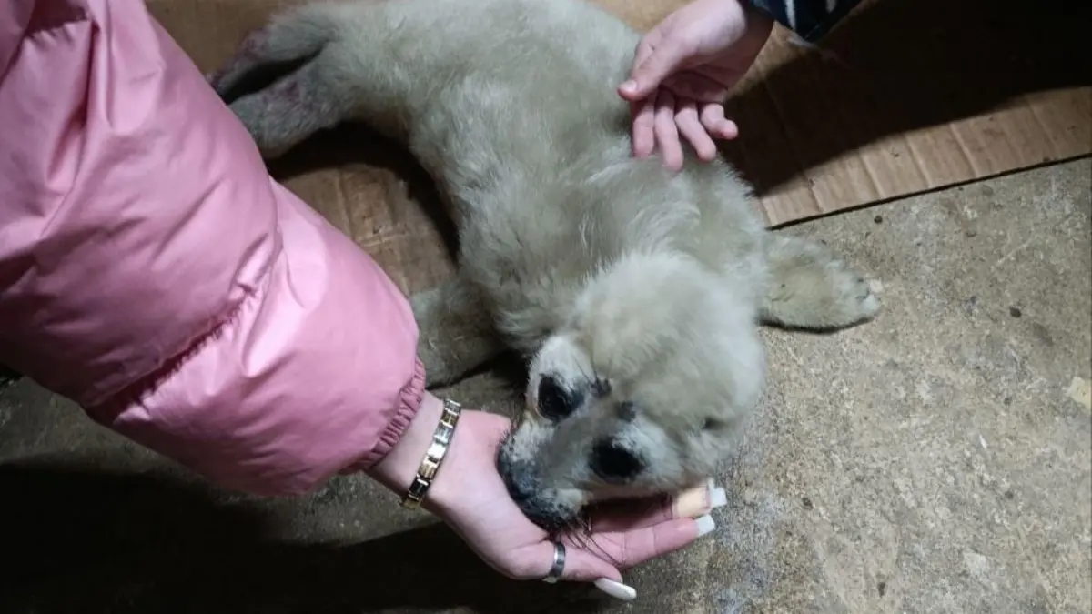 «Взял кроху на руки и до утра баюкал»: новорождённого белька, брошенного мамой, спасли волонтёры