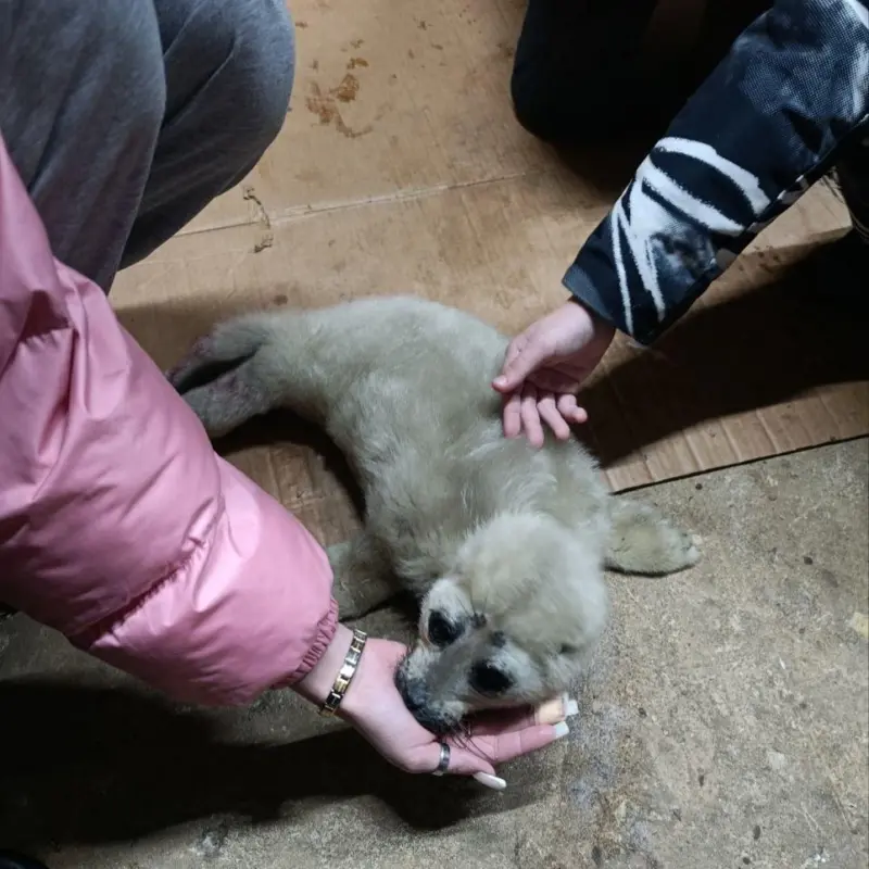 Спасли белька, оставшегося без мамы, в Байкальске