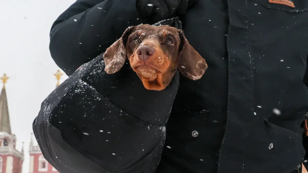 Комфорт и безопасность прогулок с собакой: выбираем подходящую амуницию