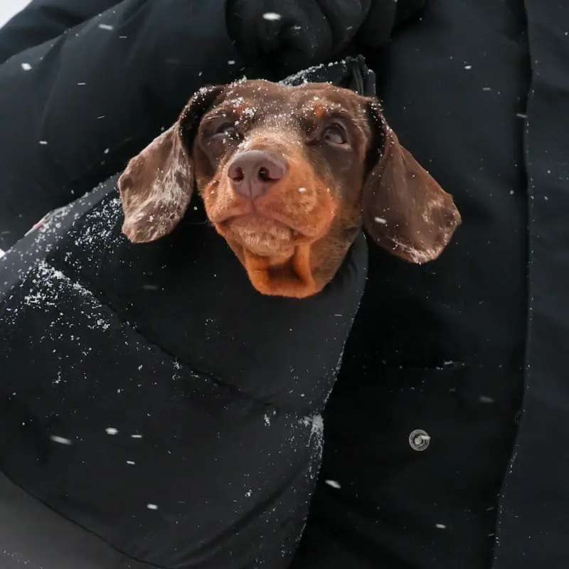 Комфорт и безопасность прогулок с собакой: выбираем подходящую амуницию