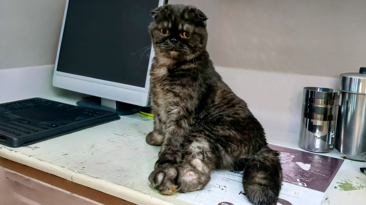 «Не такой прыгучий, как сородичи»: вислоухий Сэм с аномалией лап год не может найти хозяев