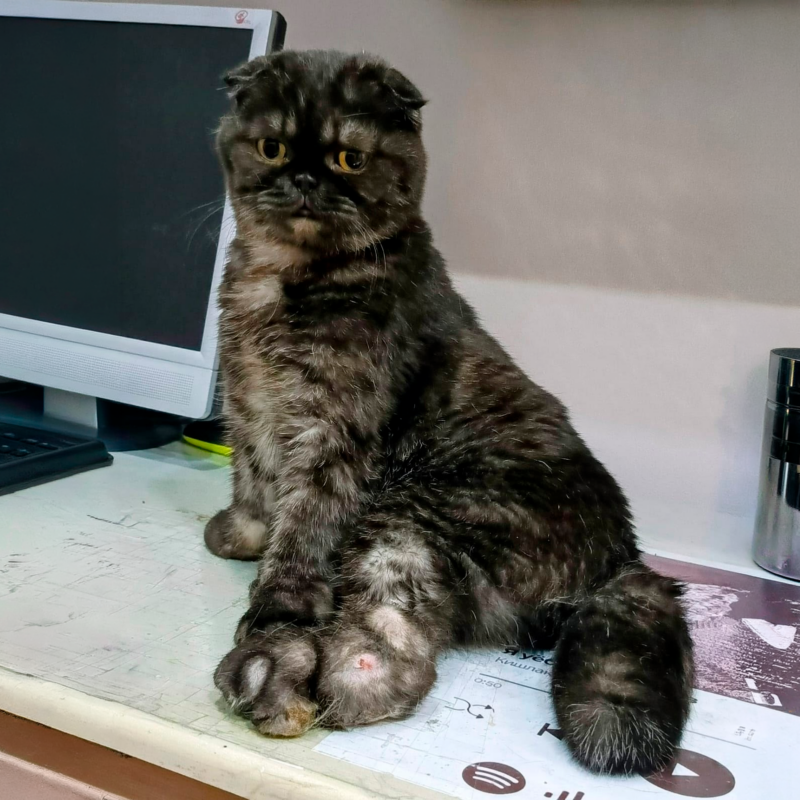 «Не такой прыгучий, как сородичи»: вислоухий Сэм с аномалией лап год не может найти хозяев