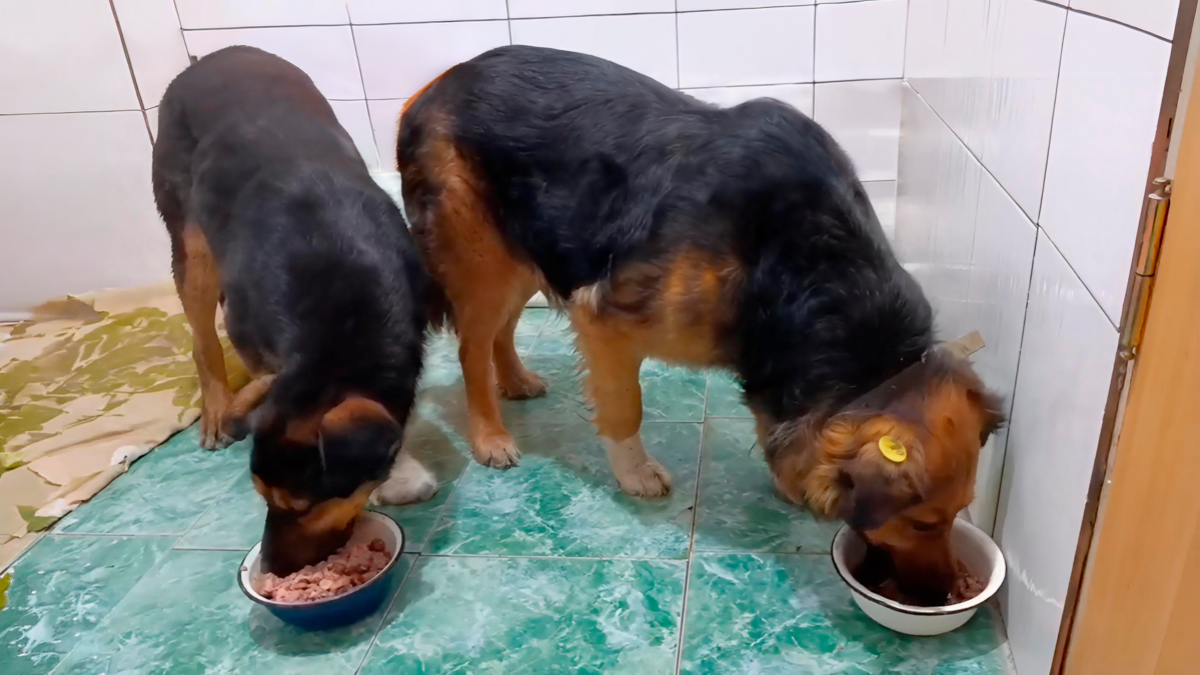 «Назад мы их не вернём»: бездомное собачье семейство, покалеченное людьми, забрали в приют волонтёры