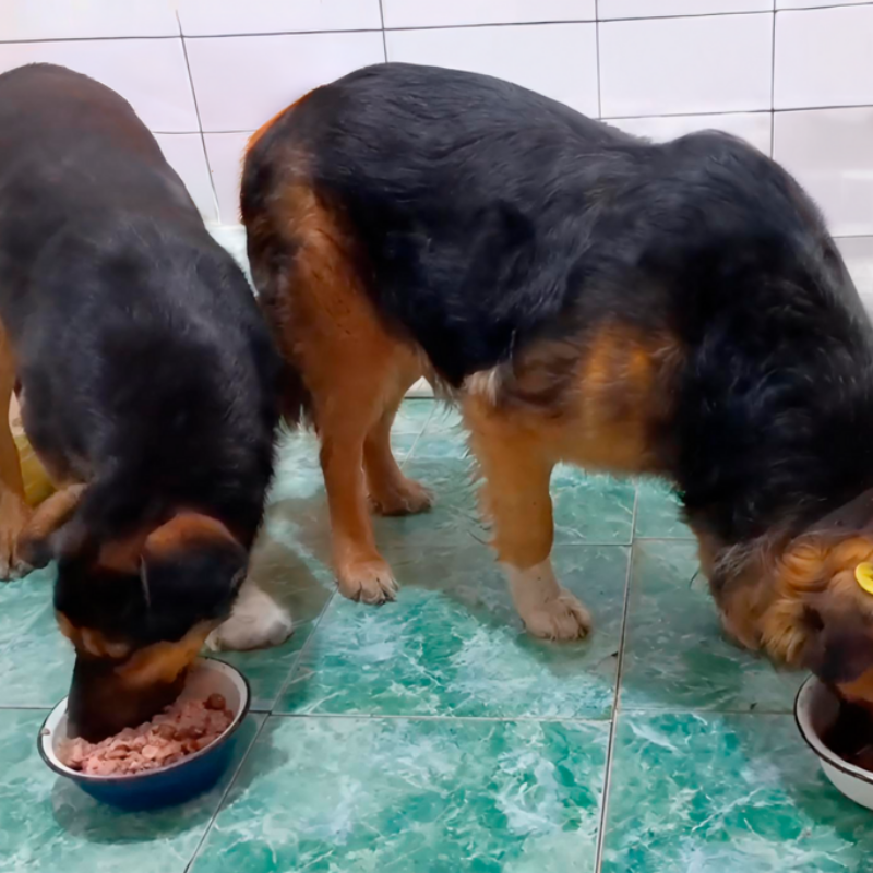 Волонтёры спасли двух бездомных собак с травмами в Шахтах