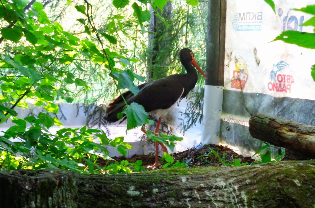 На платформе «Зов природы» стартовал сбор средств на вольер для подготовки птенцов черного аиста…