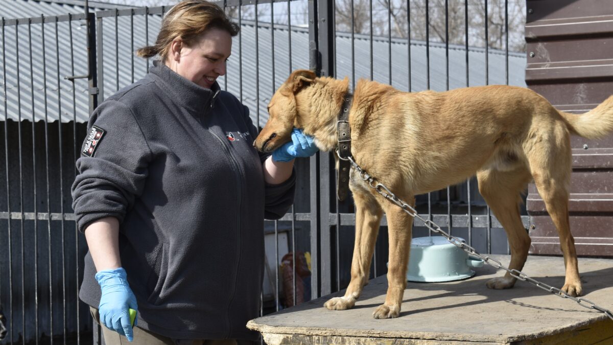 Чистые миски и прогулки на свежем воздухе: Молодёжка Народного фронта навестила приют «Друг»
