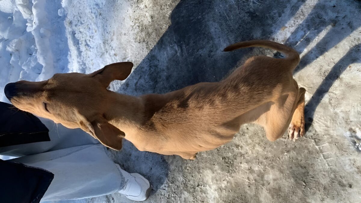 «Где-то есть сердце, которое не предаст»: брошенной голодной собаке по кличке Ника ищут дом