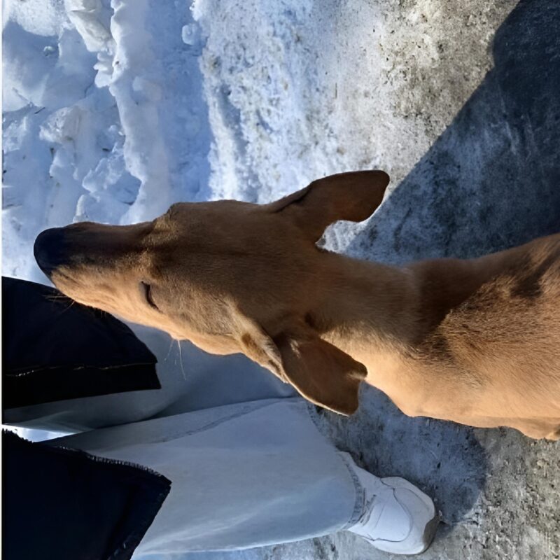 Спасти собаку: исхудавшей Нике ищут дом