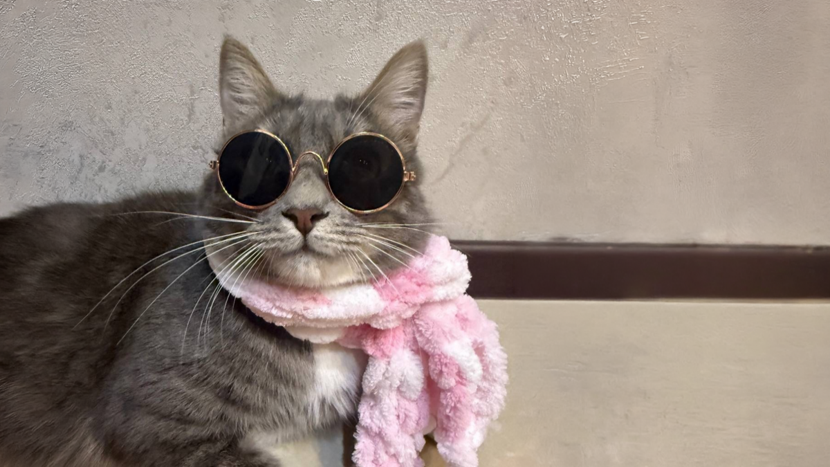 «Возвращается под утро»: кот-бунтарь поселился в рок-школе и стал всеобщим любимцем