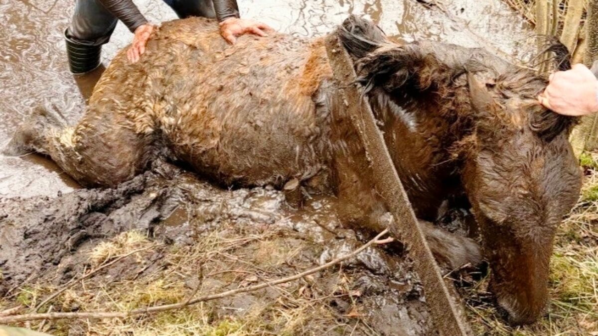 «Трос неожиданно лопнул»: жеребёнка по кличке Синдбад достали из болота волонтёры