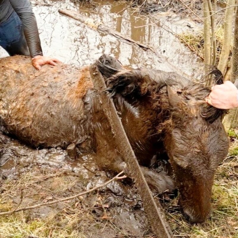 Спасли жеребёнка поисковики из Калининградской области