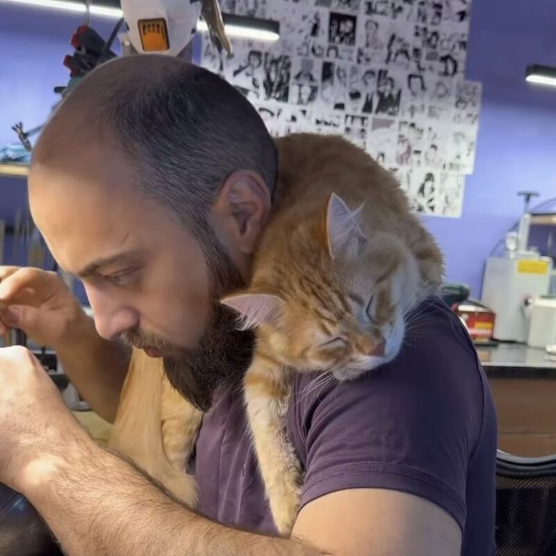 Кот-ювелир из Дагестана покорил социальные сети