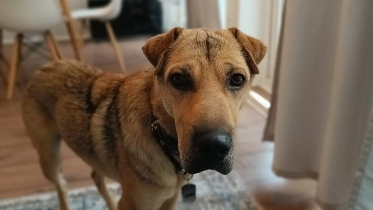 «Любит ёжиков и нюхать росу»: пёс, переживший предательство, обрёл новую семью