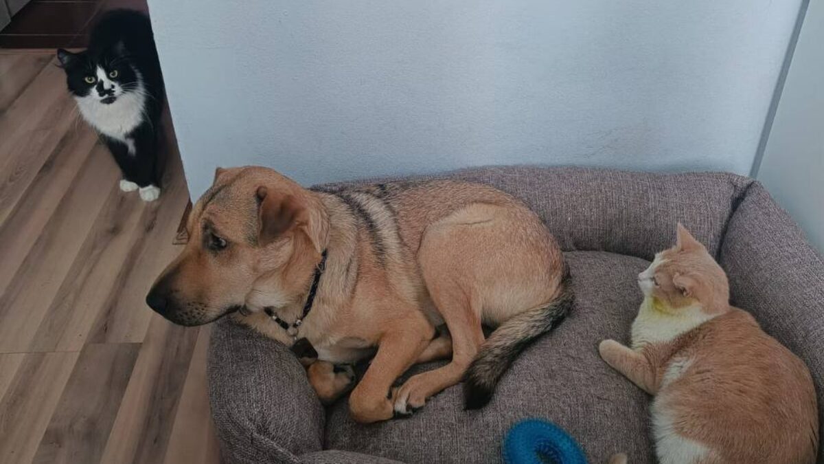 Волонтёр спасла собаку, которую выкинули на трассе