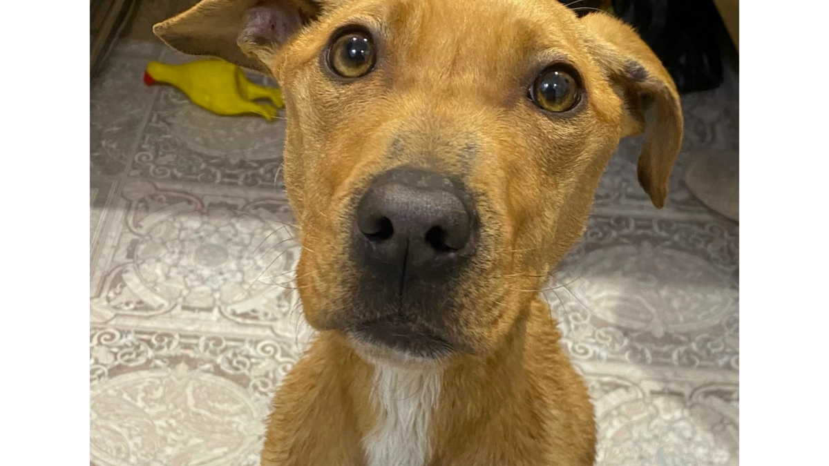 Спасти собаку: исхудавшей Нике ищут дом