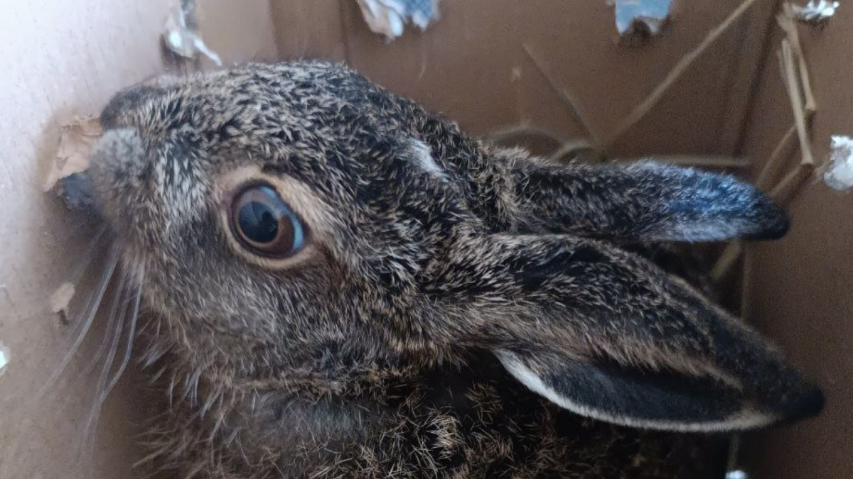 «Маленький, не бойся!» Спасение зайчонка объединило зоозащитников из разных регионов