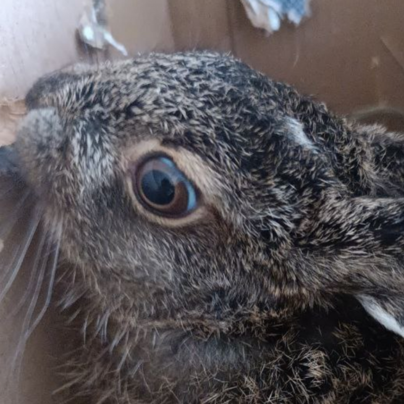 Спасли зайчонка волонтёры из Воронежа и Подмосковья