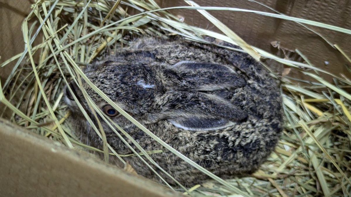 Спасли зайчонка волонтёры из Воронежа и Подмосковья