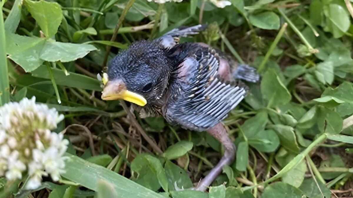 Тюменка спасла птенца воробья и оставила жить в квартире