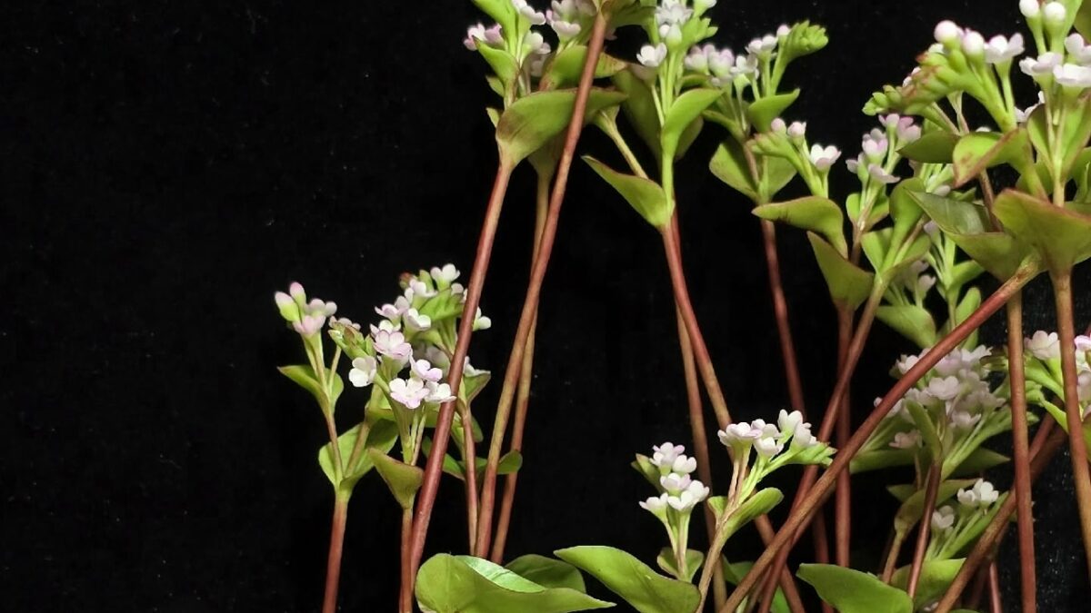 Алтайская мастерица создаёт цветы из холодного фарфора