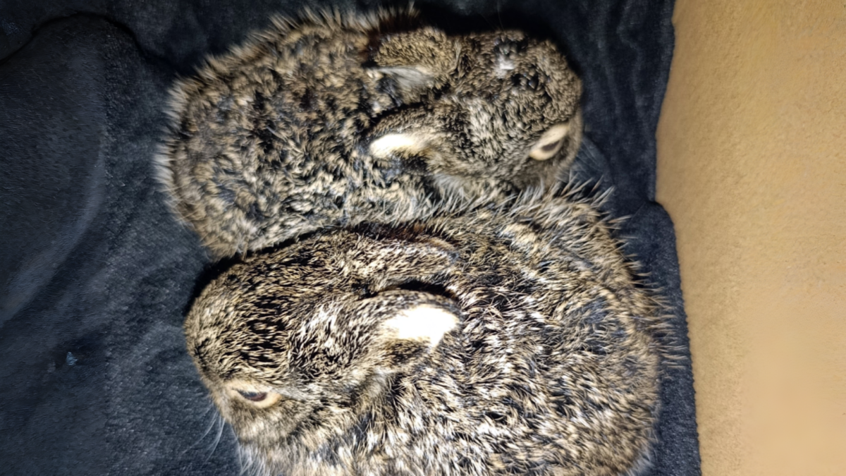 «Мать спугнули люди и собаки»: двух новорождённых зайчат спасли работники на железной дороге