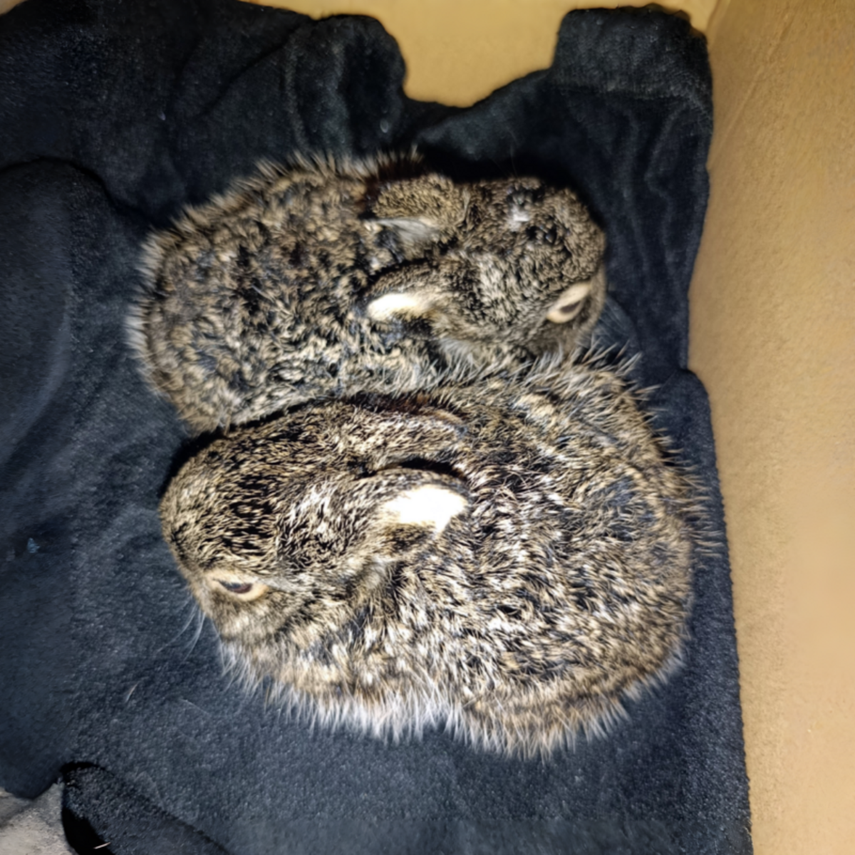 Спасли зайчат с железной дороги рабочие в Воронеже