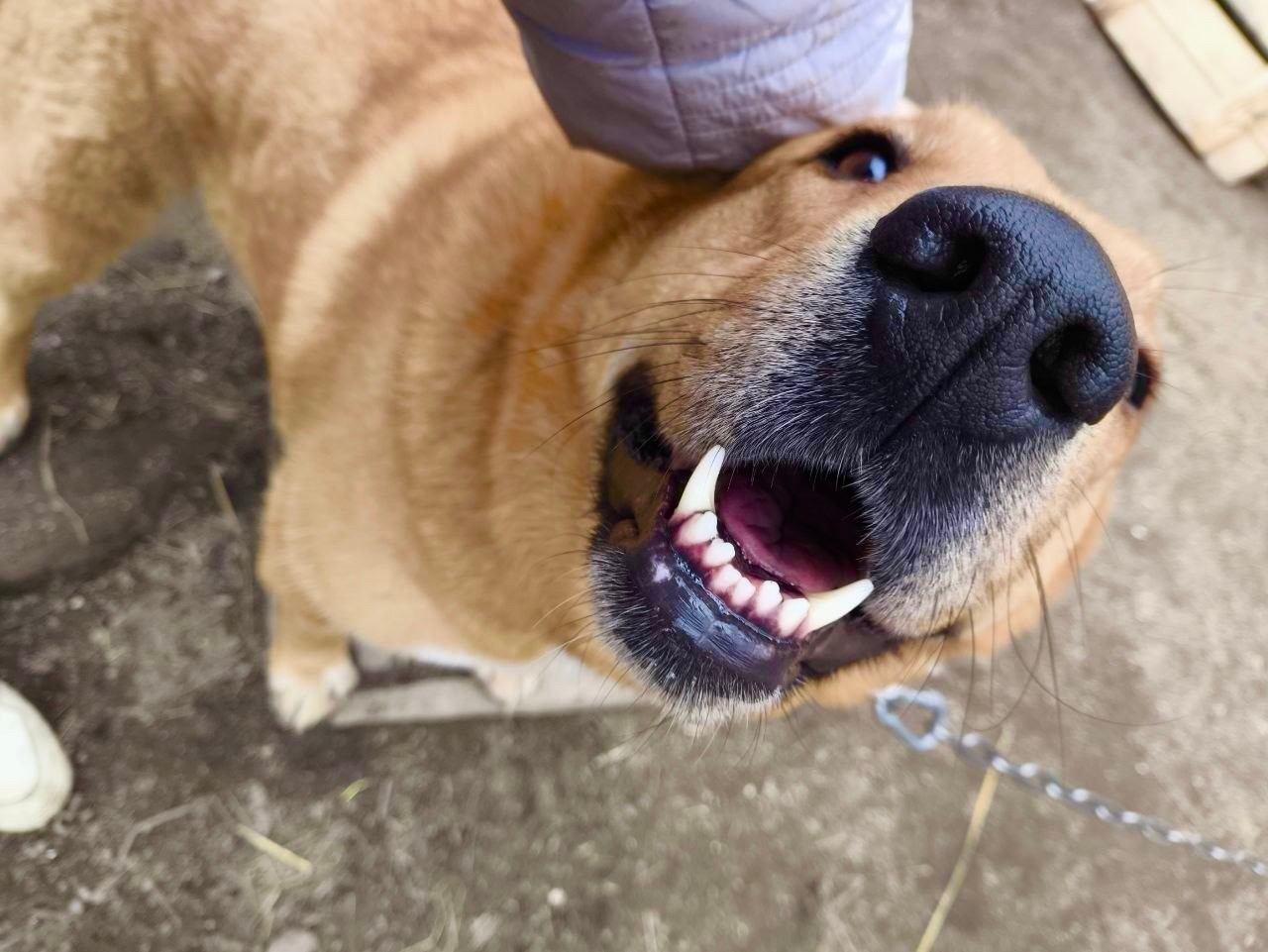 «Из лап в лапы»: Субботник в Колпино сделал приют уютнее для четвероногих