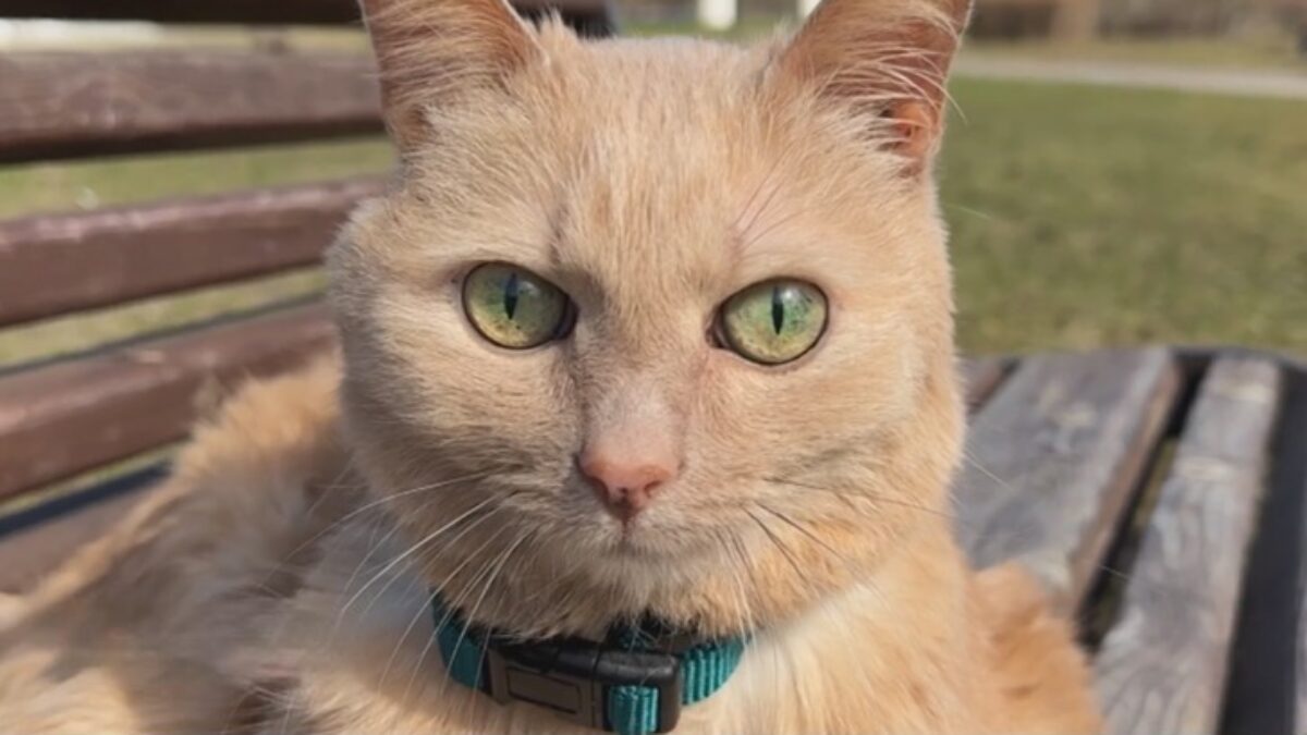 «Оставили его специально»: сотрудница аэропорта ищет дом 11-летнему коту, брошенному хозяевами