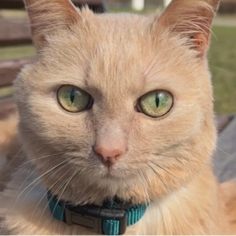 «Оставили его специально»: сотрудница аэропорта ищет дом 11-летнему коту, брошенному хозяевами