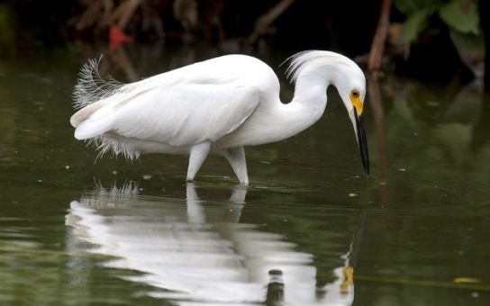 Большая белая цапля (Egretta alba) в Курганской области: Миграционный статус, особенности экологии…