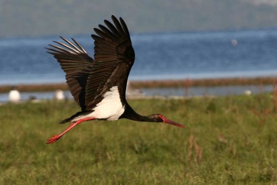 Черный аист (Ciconia nigra) в Курганской области: Распространение, требования к местообитаниям…