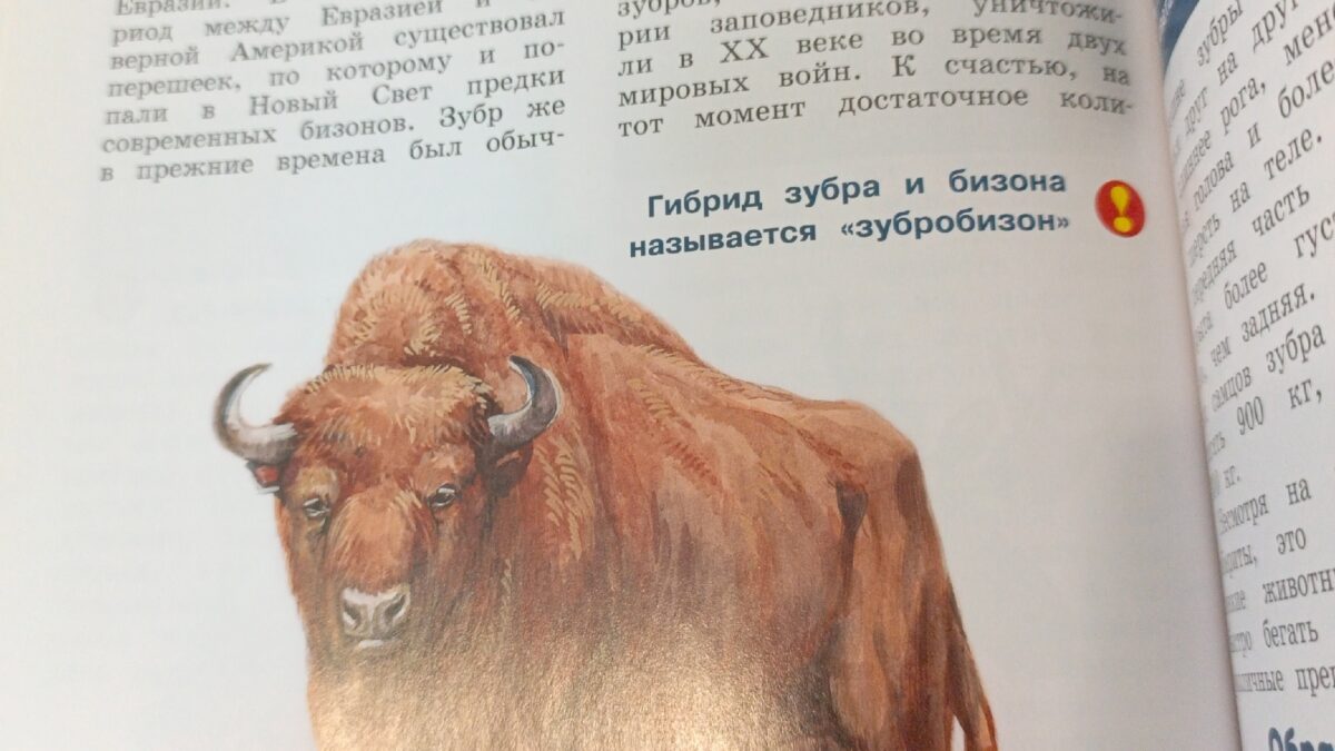 Животные Европы