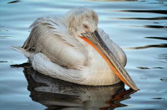 Кудрявый пеликан (Pelecanus crispus) в Курганской области: Статус, особенности экологии…