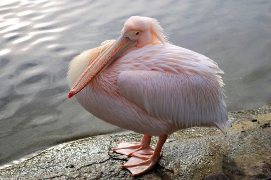 Розовый Пеликан ( Pelecanus onocrotalus ) в Курганской Области: Современный Статус и Вопросы…