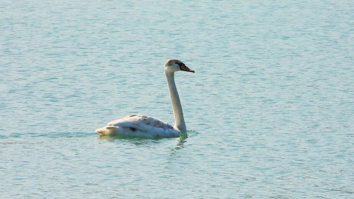 «Надеемся, что Гоша и Счастье подружатся»: двух лебедей с тяжёлой судьбой поселили на одном озере
