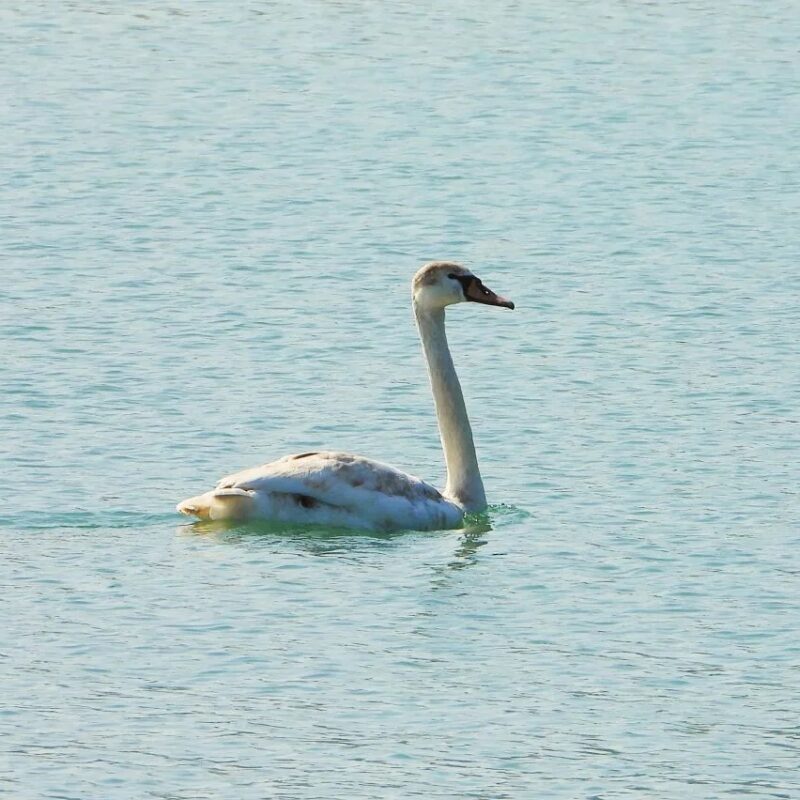 «Надеемся, что Гоша и Счастье подружатся»: двух лебедей с тяжёлой судьбой поселили на одном озере