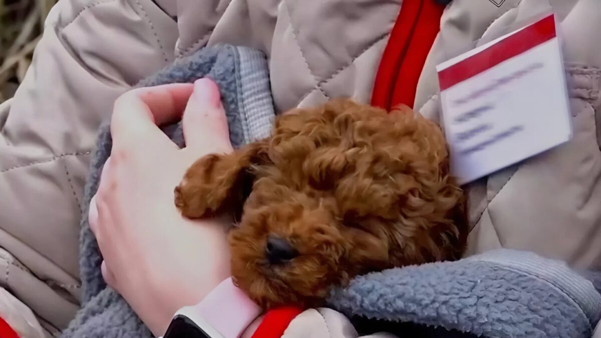 «Испугался и замёрз»: проводница вытащила собаку из сошедшего с рельсов поезда