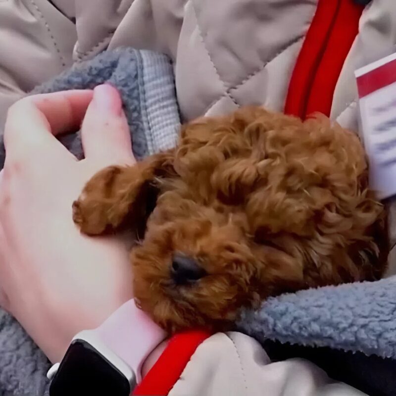 Проводница спасла собаку из сошедшего с рельсов поезда